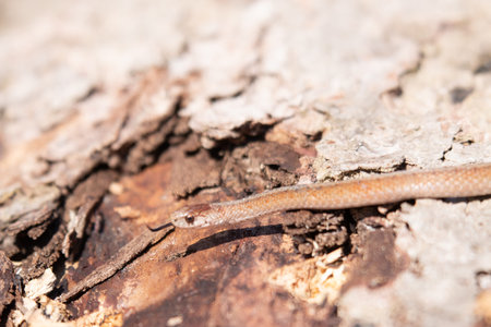 Close up of a snake on a tree trunk. Shallow depth of field.