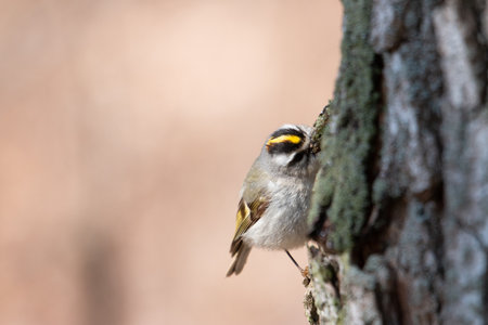 Red-crested Kinglet ( Regulus ruficollis)の写真素材