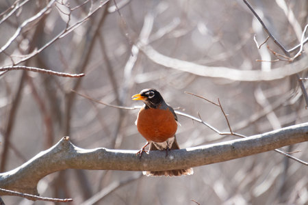 American Robin (Turdus migratorius) perched on a branchの写真素材