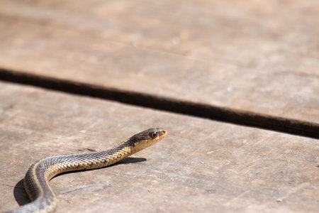 A young garter snake emerges from it's den early spring in Canadaの写真素材