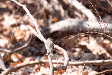 A small bird on a branch in the spring forest. Wild nature.の写真素材