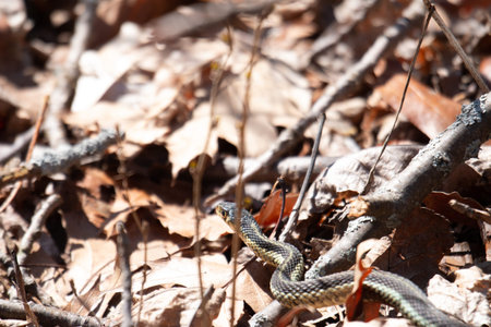 snake on the ground in the forest in autumn, macro photo