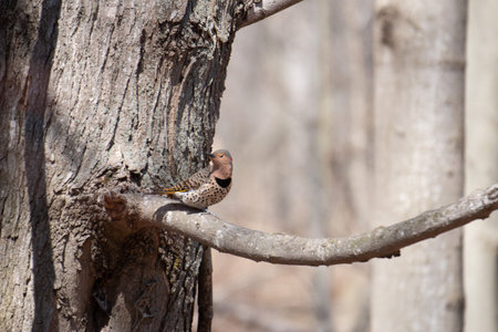 Male red-shafted northern flicker perched on tree stump
