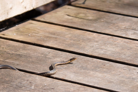 A young garter snake emerges from it's den early spring in Canadaの写真素材