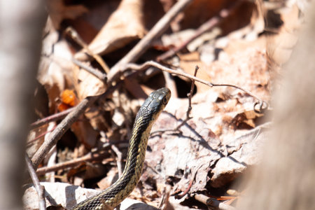 A young garter snake emerges from it's den early spring in Canadaの写真素材