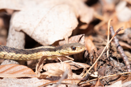 European Garter snake (Garter snake) in the nature.の写真素材