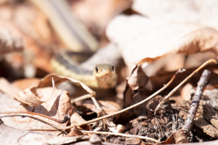 Garter snake on the ground, close-up, selective focusの写真素材