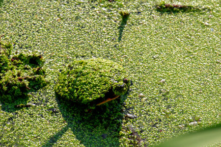 Green duckweed on the surface of the swamp. Close-up.の写真素材
