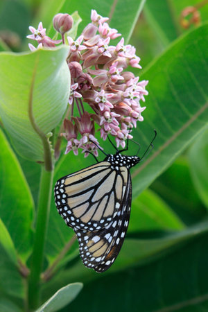Butterfly on a milkweed flower
