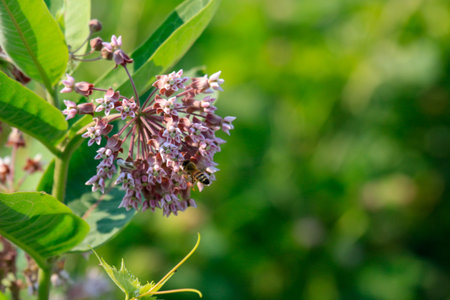 A bee on a pink flower of a milkweed (Crown flower)