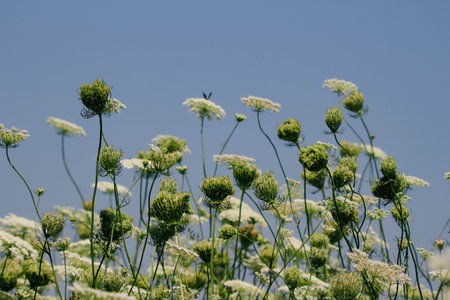 White flowers and blue sky on a sunny day in the countryside.の写真素材