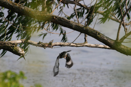 Great black-necked kingfisher, Podiceps cristatusの写真素材