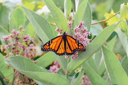 Monarch butterfly on a flower in the garden. (Danaus plexippus)