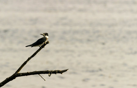 Pied kingfisher sitting on a branch in the water.の写真素材
