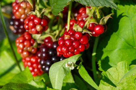 blackberries on a bush in the garden, closeup of photo