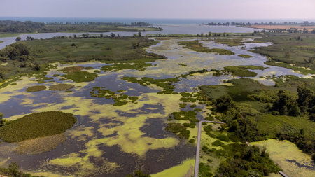 Aerial view of a swamp in the Danube Delta, Romania