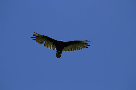 Turkey Vulture, Cathartes aura, single bird in flight, Brazil
