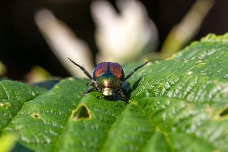 Beetle on a leaf in the wild, close-up