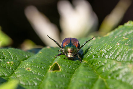 Beetle on a leaf of a plant in the nature.