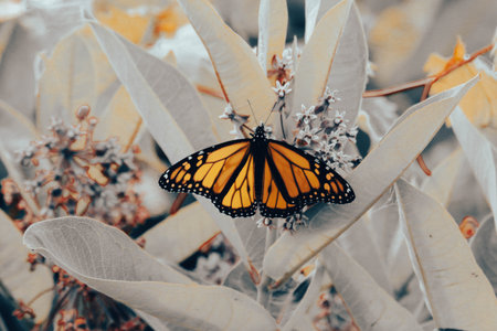 Monarch butterfly on a plant. Selective focus. Toned.の写真素材