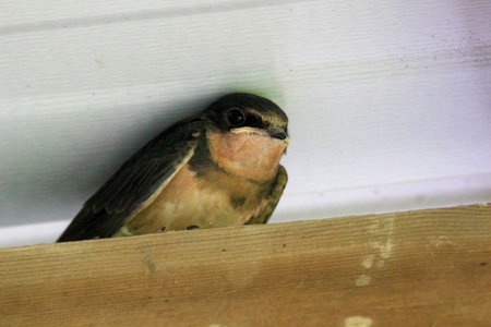 swallow on the roof of the house in the summer day.の写真素材