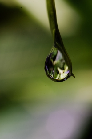 dew in the morning under the trees and leavesの写真素材