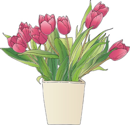 Tulipsのイラスト素材