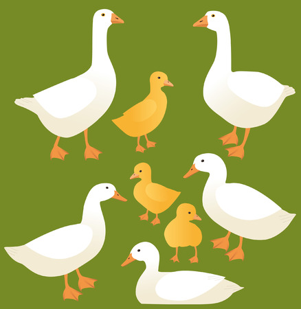 poultryのイラスト素材