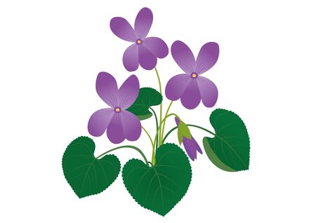 Vector illustration of a spring flower violet.のイラスト素材