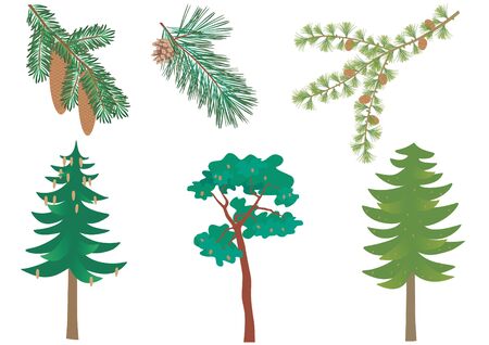 Vector set of three common European forest trees with detail of needles and cones. Picea abies, pinus sylvestris, larix decidua.のイラスト素材