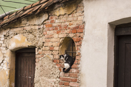 Cat sitting in window of old rustic medieval houseの写真素材