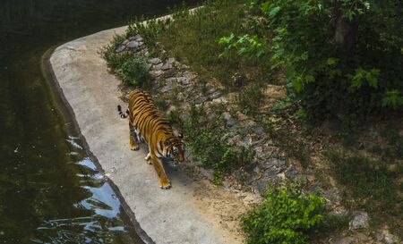 Tiger walking waterside の写真素材