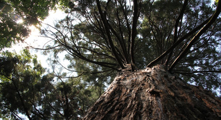 Pine tree in the forest, low angle view. Nature background