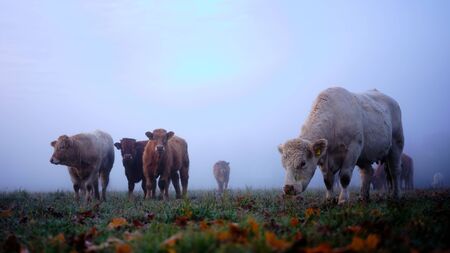 German cattle on a meadow in the dense morning mistの写真素材