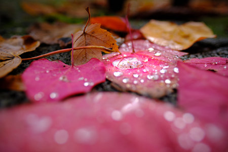 Fresh and sparkling waterdrops on violett red Autumn leaves