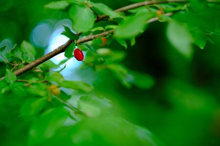 Green leaves in front of a blurry background with a red fruitの写真素材