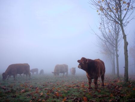 German cattle on a meadow in the dense morning mistの写真素材