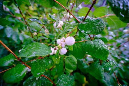Symphoricarpos, commonly known as the snowberry, waxberry, or ghostberry (Caprifoliaceae), in German "Knallerbsen"の写真素材