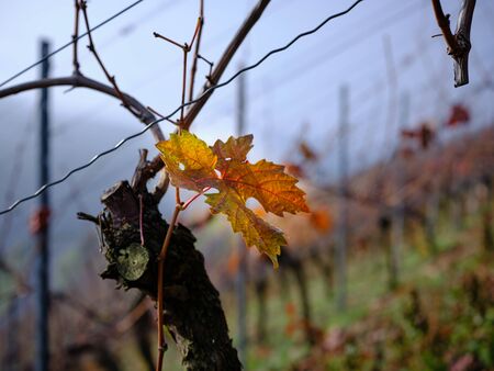 Close up of a colorful grapevine leave in a vineyard in the middle rhine valleyの写真素材