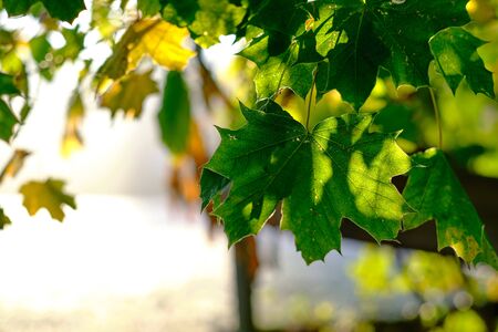 Sycamore leaves in the counter light of sunrise on a frosty meadow under the blue morning sky in autumnの写真素材