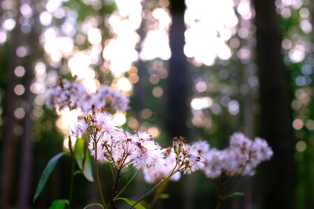 Forest flowers in front of background bokehの写真素材