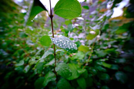 Closeup of fresh and sparkling waterdrops on snowberry leavesの写真素材