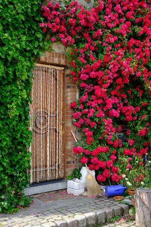 red climbing roses on a vintage quarry stone wall, surrounding an old wooden doorの写真素材