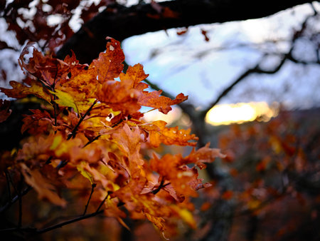 Colorful orange read oak tree autumn leaves in front of a blurry sparkling sun set with lovely bokeh...