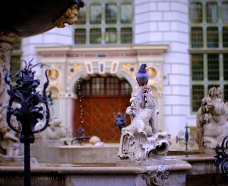 Dove sitting on Neptune's fountain in Gdansk, created before 1900, Impressions from Gda?? Sk a port city on the Baltic coast of Polandの写真素材