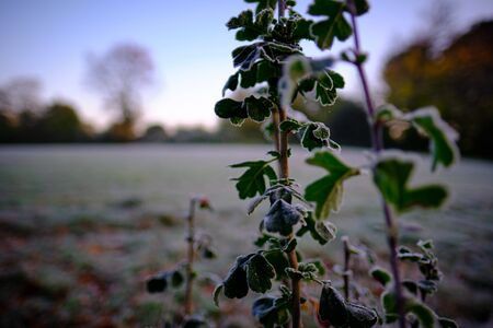 Chestnut trees on a frosty meadow under the blue morning sky during sunrise in autumnの写真素材