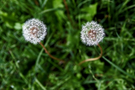 Two white dandelions in a green grassの写真素材