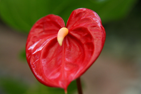 Love flowerの写真素材