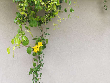 Ivy with yellow flower on a texture wallの写真素材