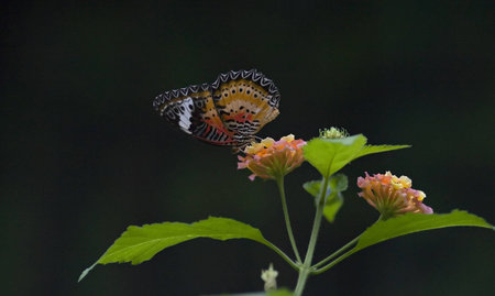 Monarch butterfly sitting on small flower